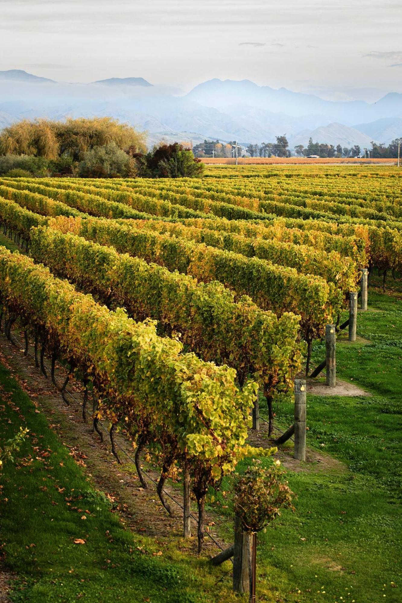 Cedar Barn at DDOG Vineyard Otel Renwick Dış mekan fotoğraf